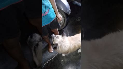 man fuck dog pussy|Man fucks dog. Animal porn videos